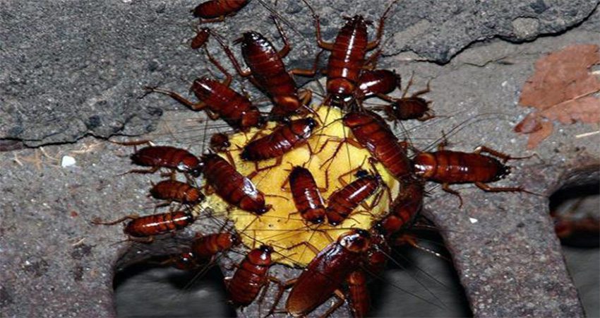 Dùng bả tiêu diệt gián Đức