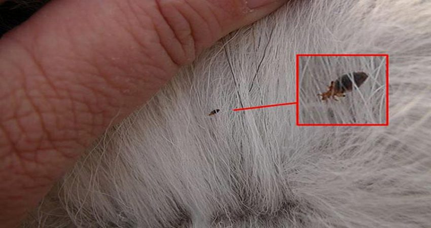 Cách diệt bọ chét cho chó mèo đơn giản và hiệu quả