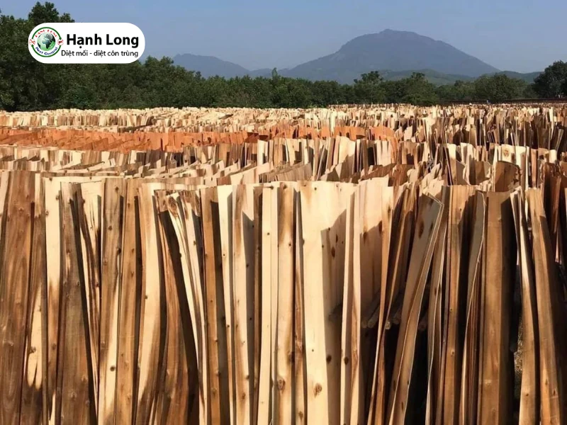 trị mối ăn gỗ