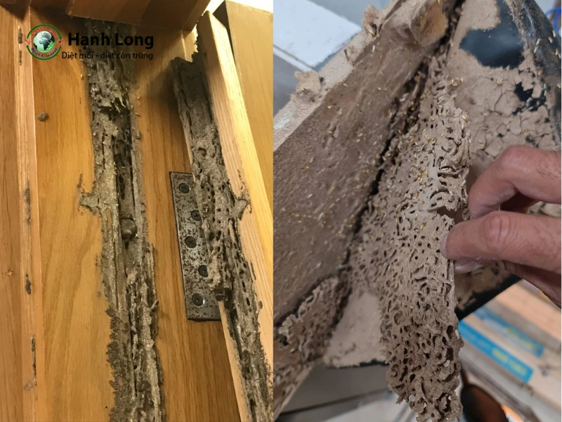diệt mối tận gốc tại nhà
