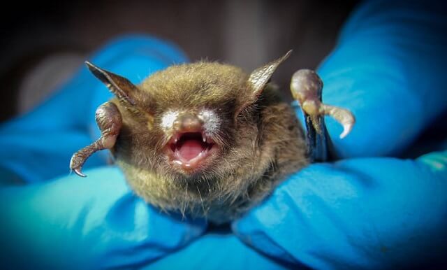 5+ Cách đuổi dơi ra khỏi nhà cực NHANH và HIỆU QUẢ