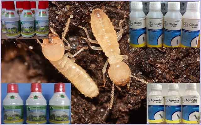 phương pháp diệt mối ăn cây trồng 2