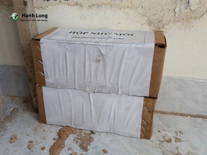 đặt hộp nhử mối đặt hộp nhử mối