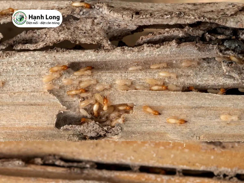 hình ảnh con mối gỗ