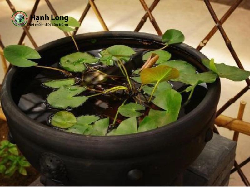 cách diệt lăng quăng trong chậu cây