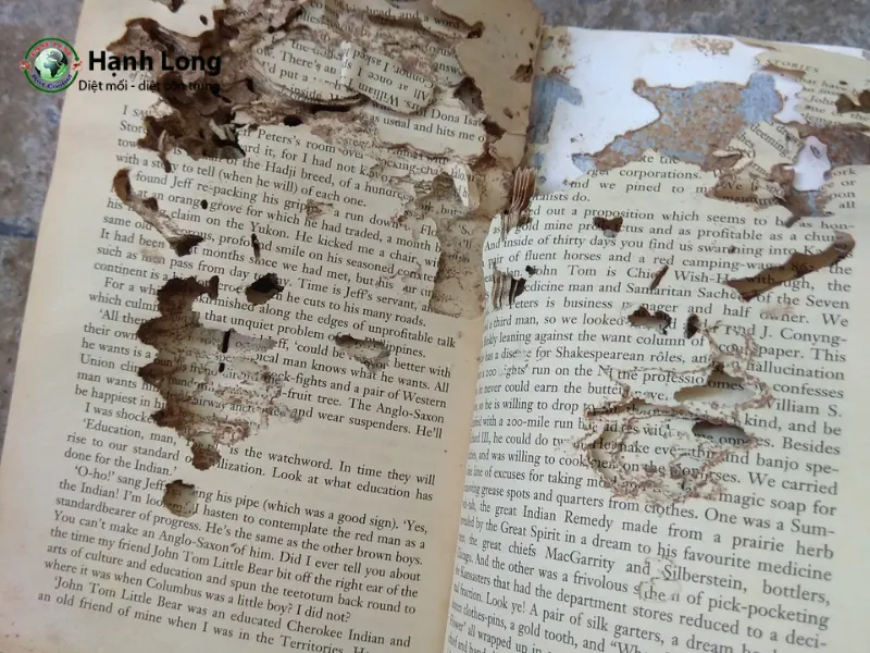 tác hại mối tác hại mối