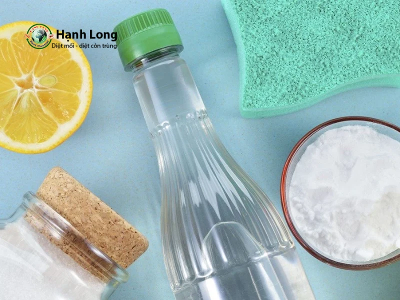 diệt mối sinh học diệt mối sinh học