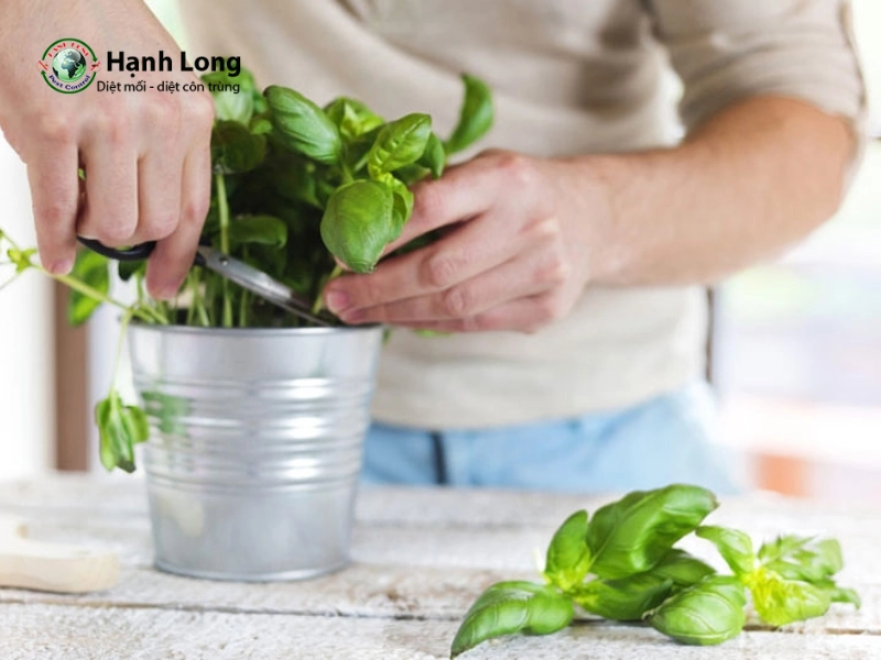 cây cảnh đuổi muỗi
