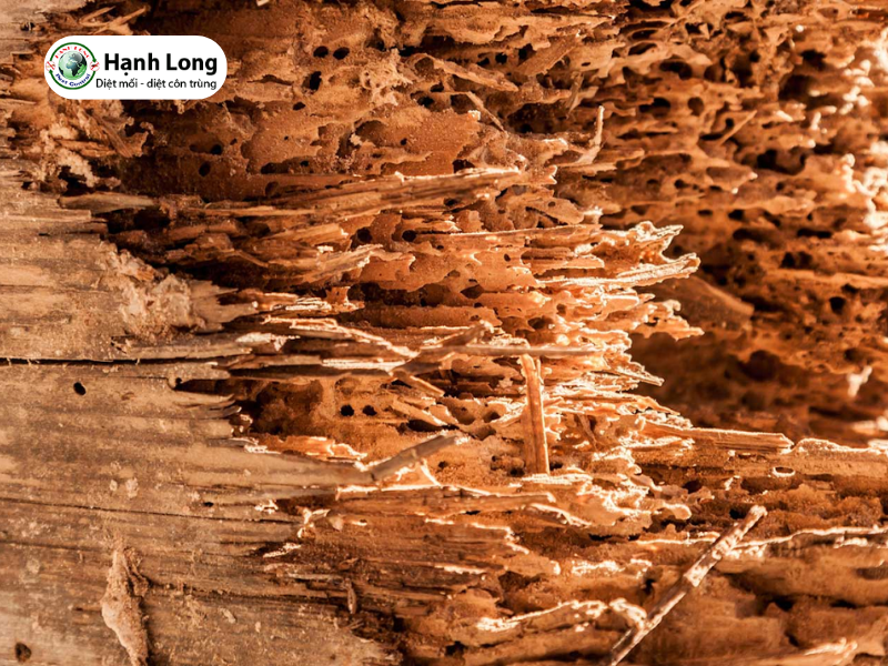 Mách bạn 15 cách trị mọt gỗ tại nhà an toàn, hiệu quả