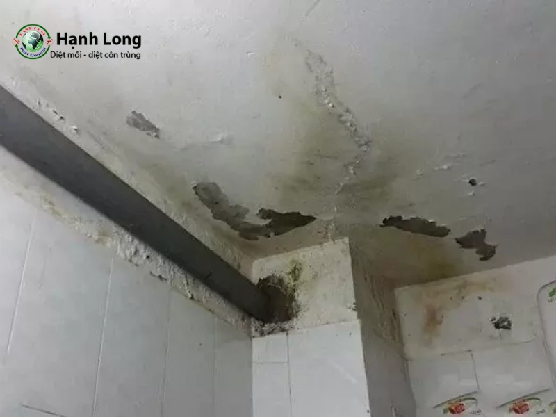 tác hại mối tác hại mối