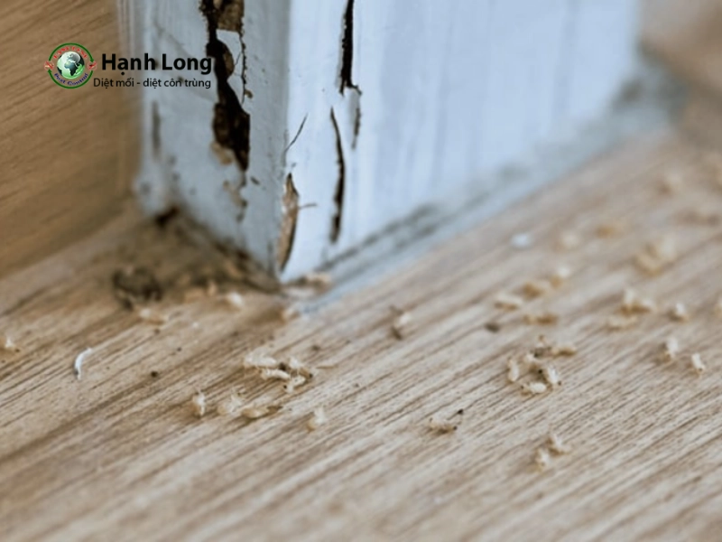 con mối sợ gì nhất con mối sợ gì nhất