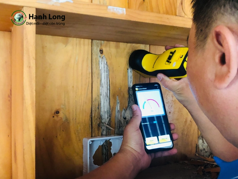 dịch vụ diệt mối tại nhà