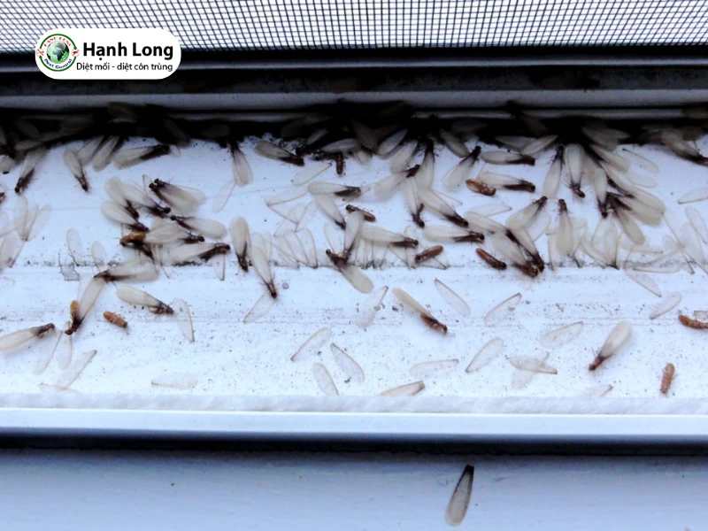 mối cánh bay vào nhà