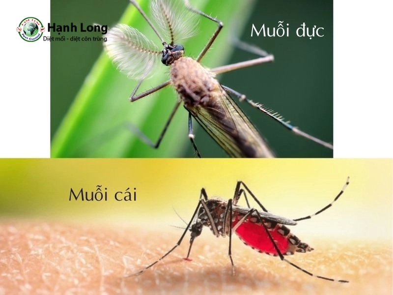 muỗi cái có hút máu không