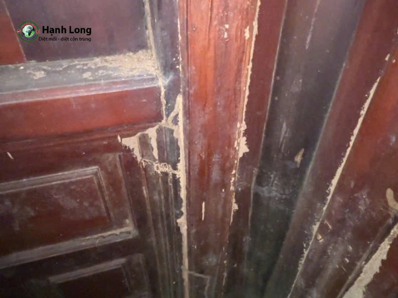 công ty diệt mối quận 2