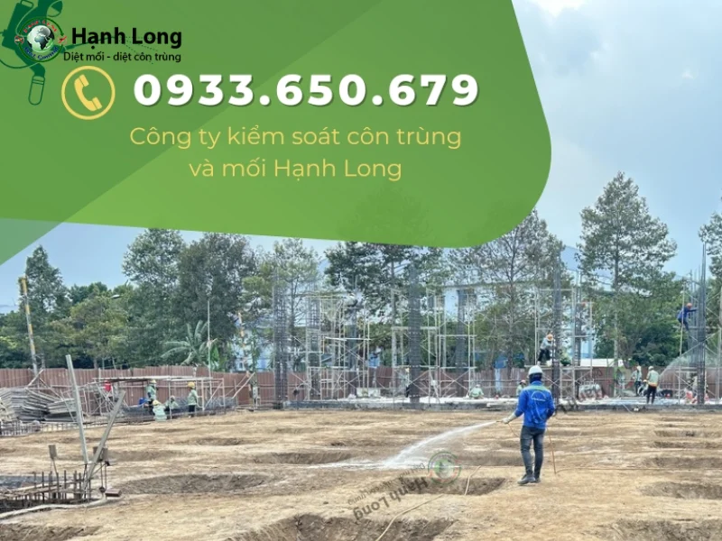 cách diệt mối trong tường nhà