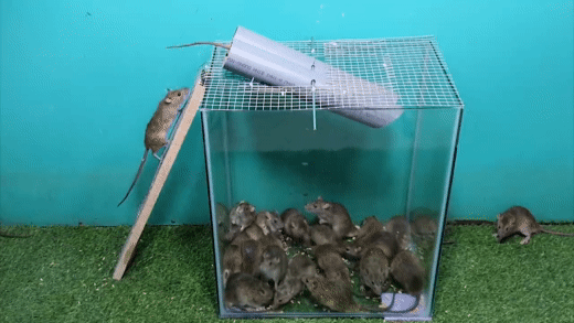 Cách bẫy chuột 1