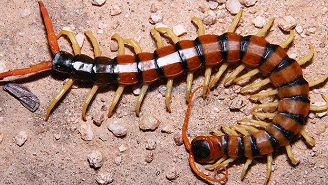 các loại côn trùng trong nhà rết