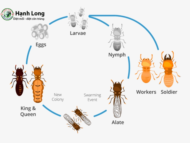 vòng đời của mối