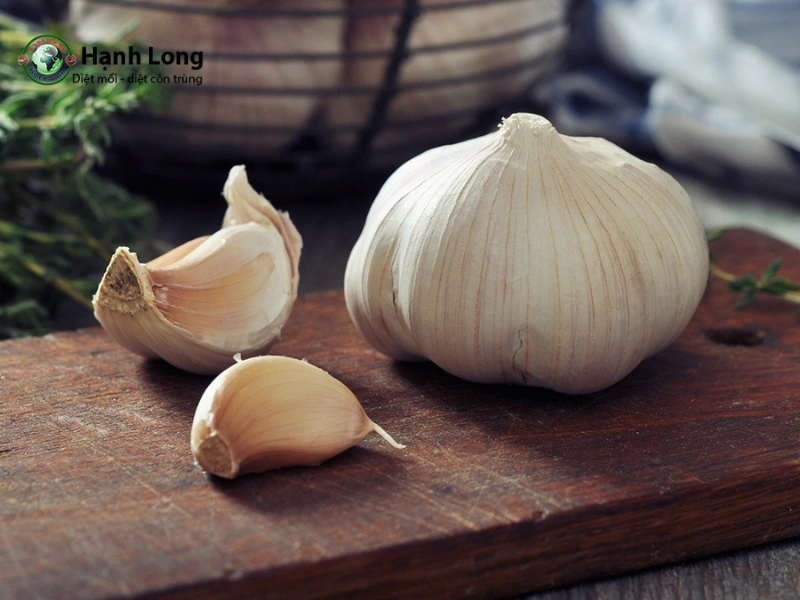 cách trị mọt gỗ tại nhà