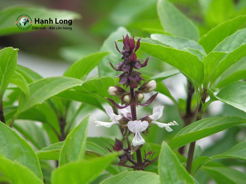 diệt côn trùng tại nhà