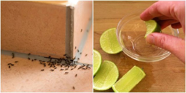 Đuổi kiến đen bằng chanh