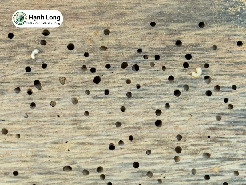 dịch vụ diệt mối mọt