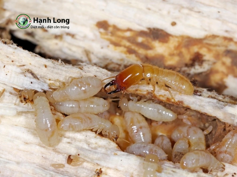 các loại mối các loại mối