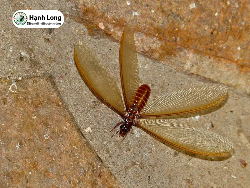 hình ảnh con mối cánh