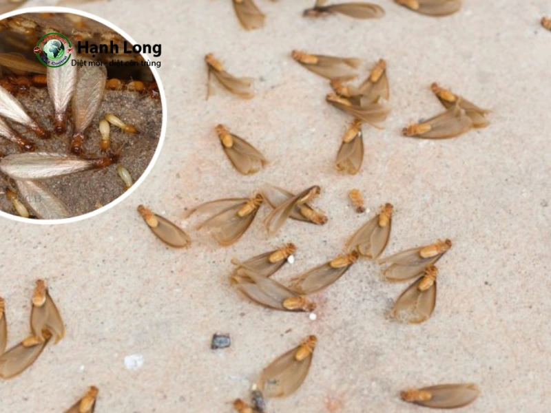 tư vấn diệt mối tư vấn diệt mối