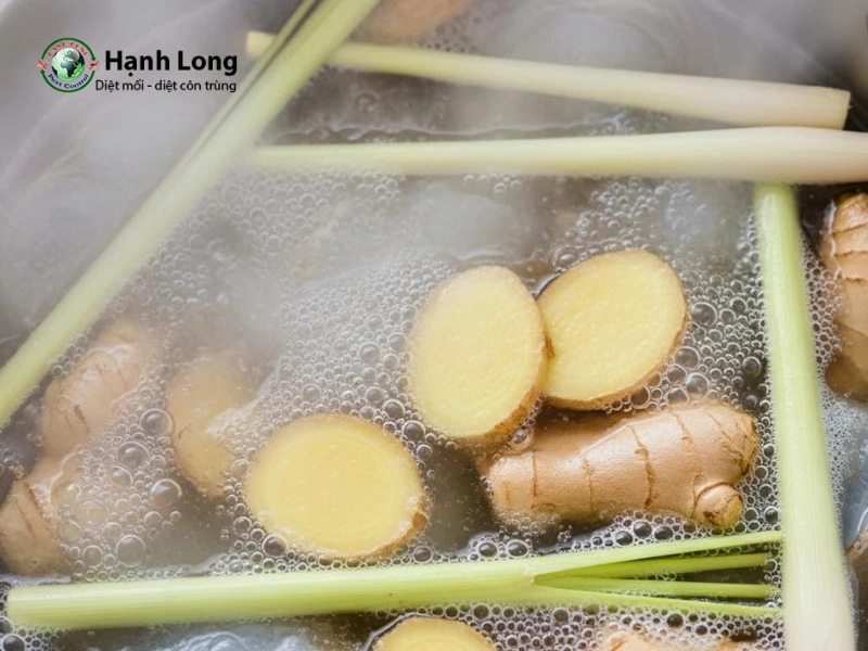 cách đuổi muỗi bằng sả chanh cách đuổi muỗi bằng sả chanh