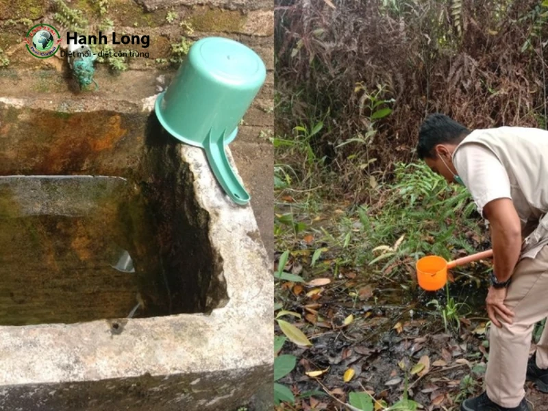 cách diệt loăng quăng trong bể nước
