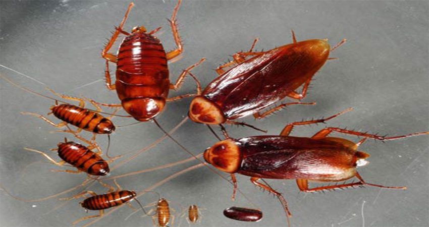 Gián là loài côn trùng có mặt khắp mọi nơi