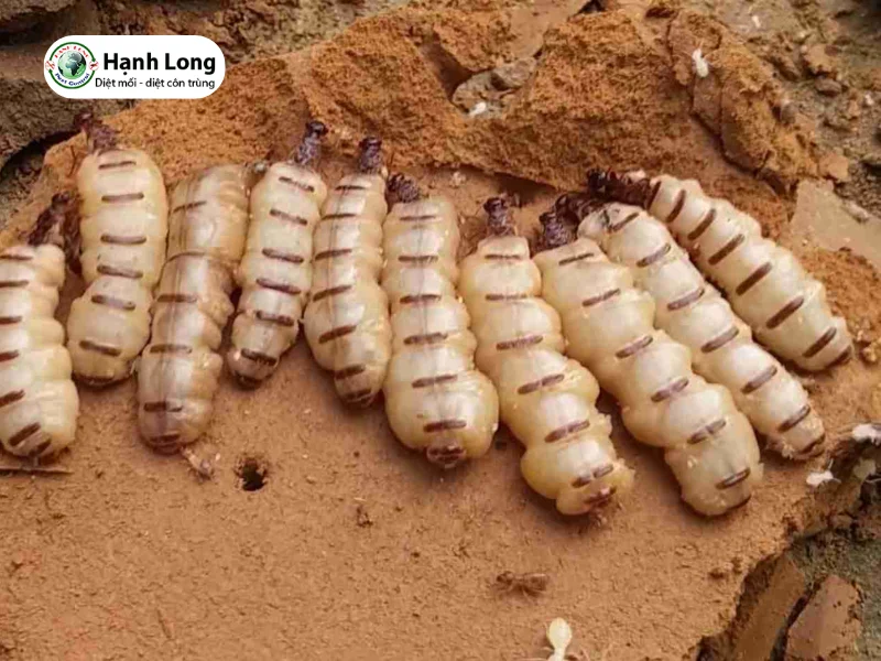 cách tìm mối chúa trong nhà