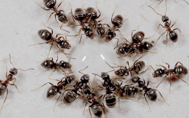 Cách làm bả diệt kiến 6