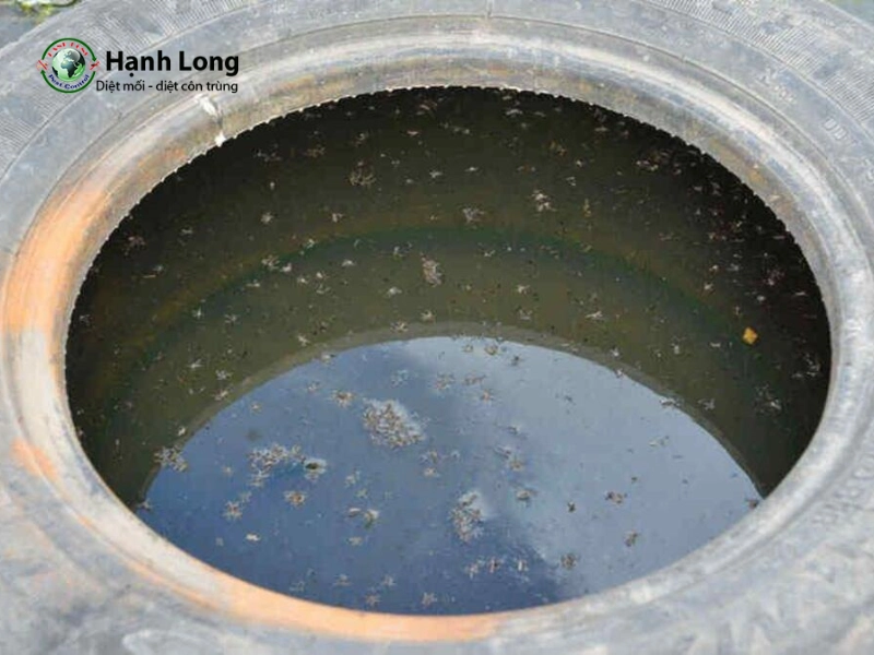 muỗi vằn và muỗi anophen