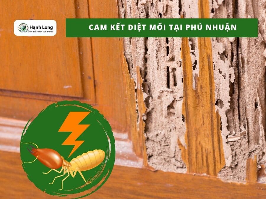 Quy trình triển khai diệt mối tại quận Phú Nhuận