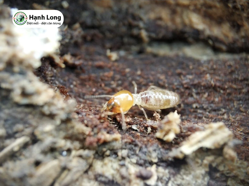 phân biệt mối đất và mối gỗ