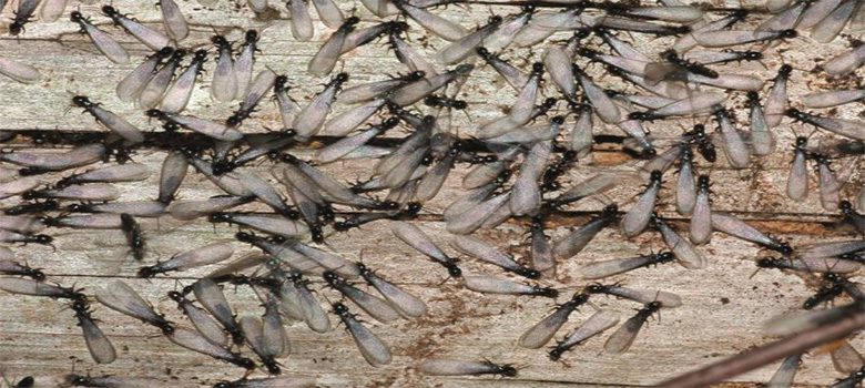 Mối cánh xuất hiện sau mưa