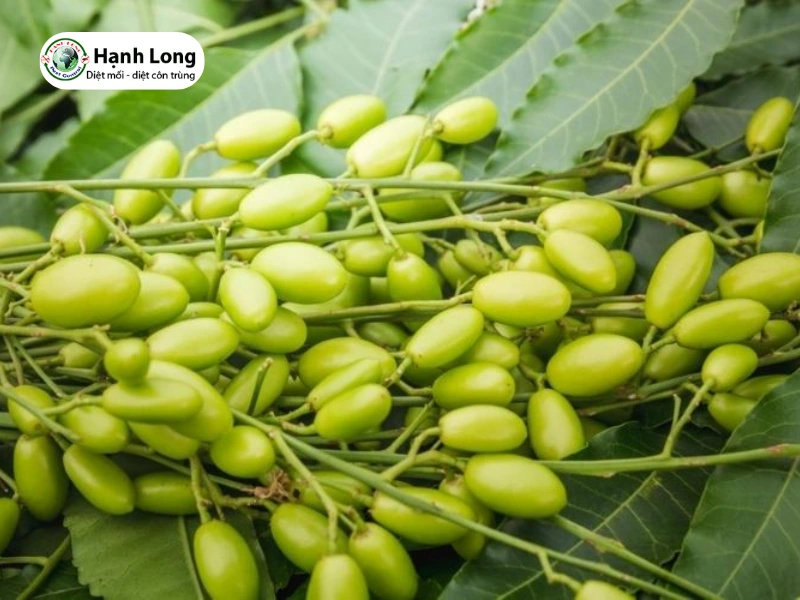 cách diệt mối tủ bếp