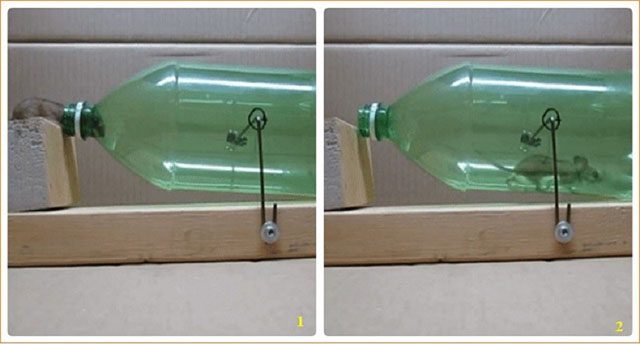 Cách bẫy chuột 5