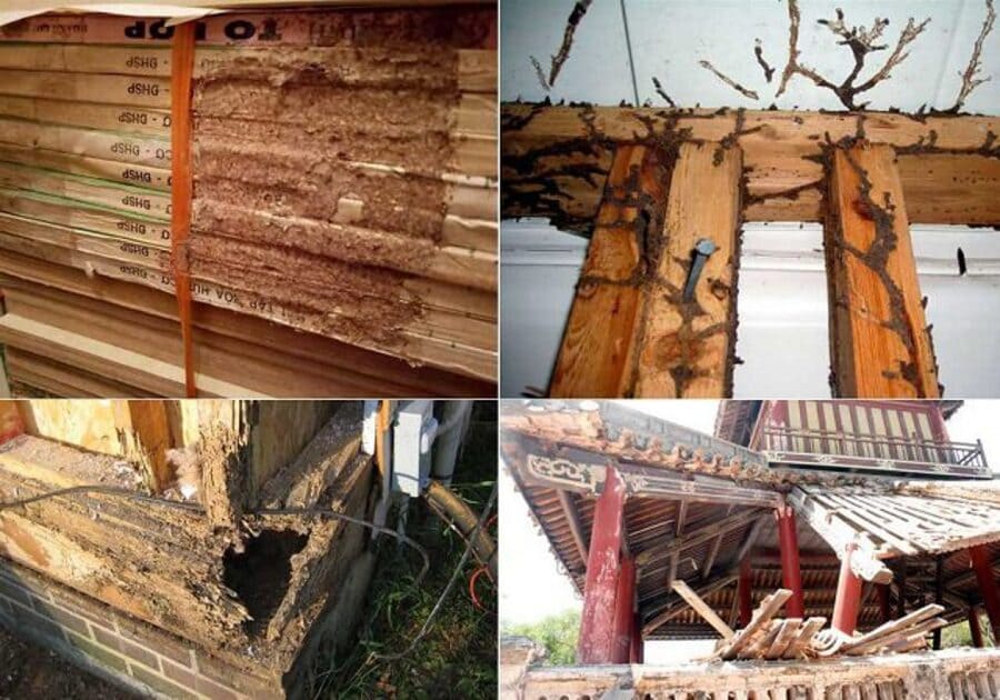 Diệt mối quận Bình Thạnh nhanh chóng