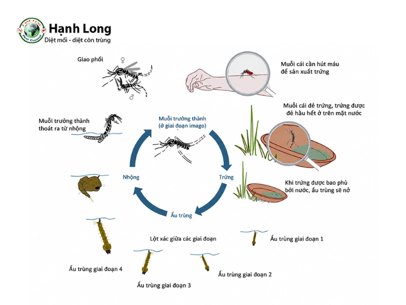 muỗi đực hay muỗi cái hút máu