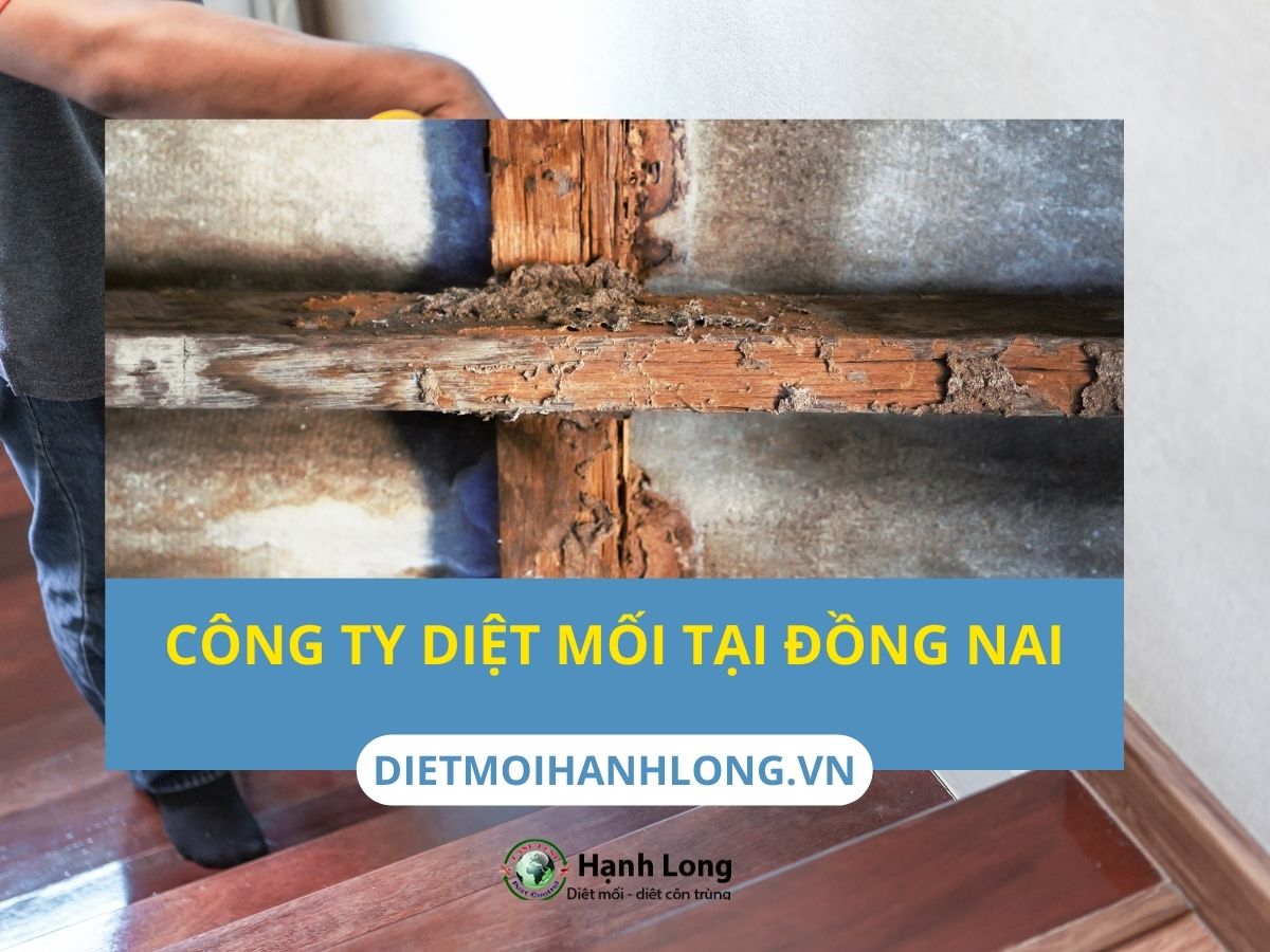 Công ty diệt mối Đồng Nai chuyên nghiệp
