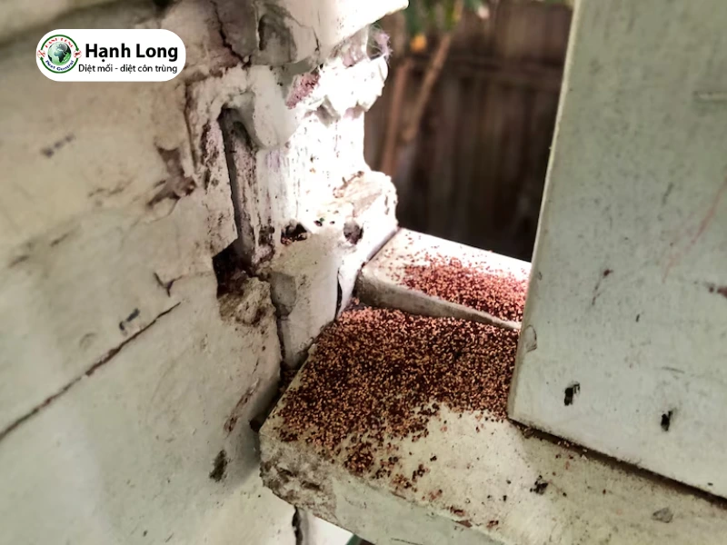 diệt mối biệt thự uy tín