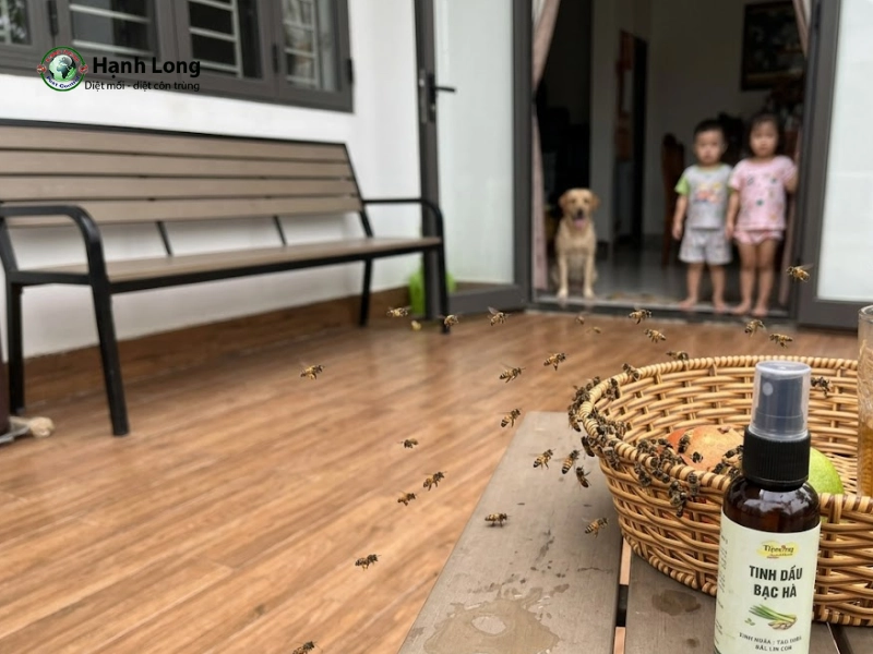 Cách đuổi ong ruồi ra khỏi nhà an toàn và hiệu quả