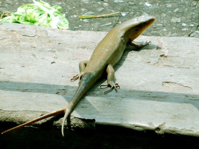 Rắn mối vào nhà có điềm gì 2