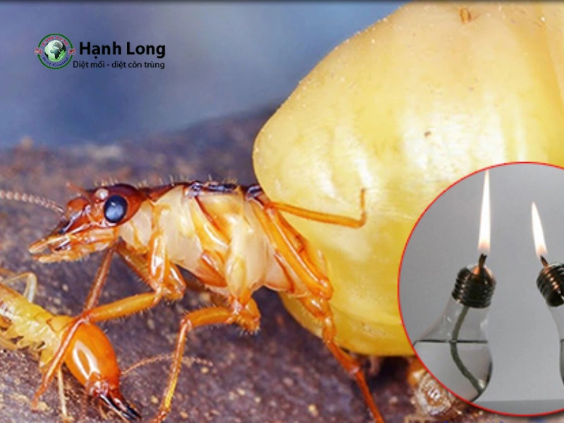 diệt mối sinh học diệt mối sinh học