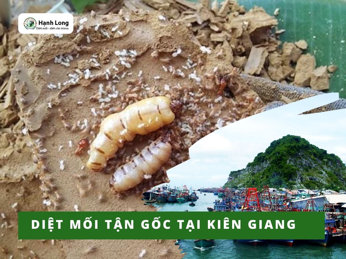 Diệt Mối Tận Gốc Tại Kiên Giang – Giá cạnh tranh