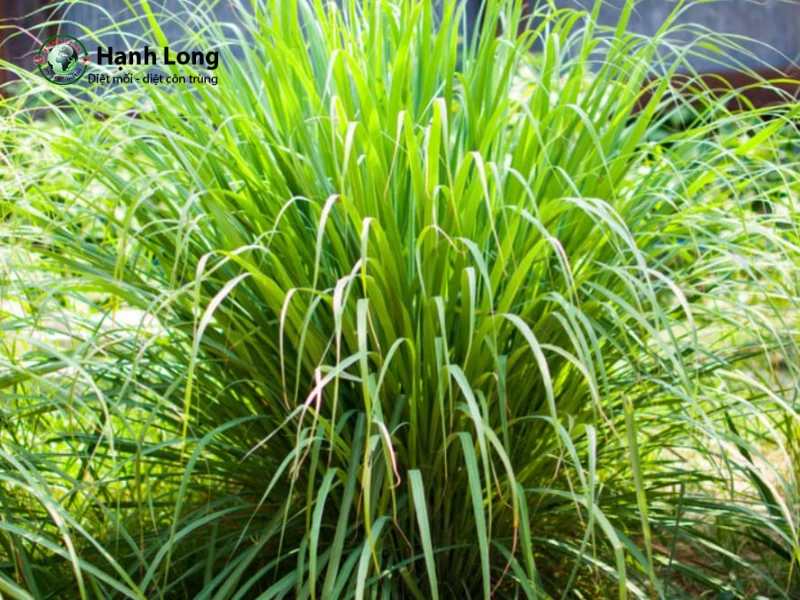 trồng cây đuổi muỗi trong phòng ngủ